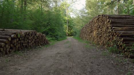 piles of tree logs on the side of a dirt road in a european forest