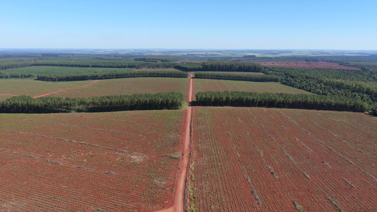 Commercial eucalyptus plantations and mature pine stands extend across red lateritic soils beside Atlantic Forest remnants in Misiones, Argentina, illustrating managed timber production