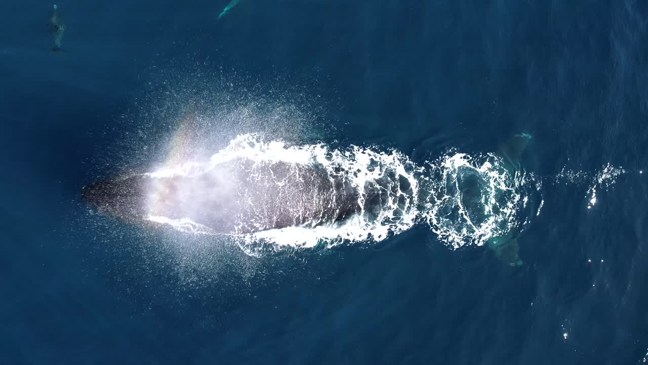 la ballena jorobada persigue a los delfines mientras sopla un chorro de arco iris cerca de dana point, california.