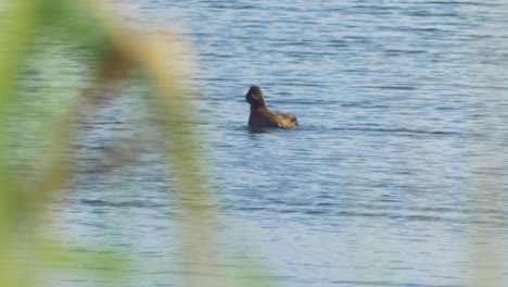 Mallard-preening-feathers-in-sunny-summer-day-at-lake-Liepaja,-medium-shot-from-a-distance