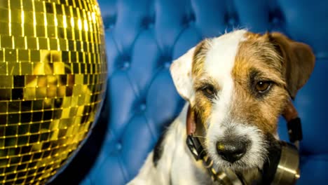 Hund-Gold-Disco-4k-00