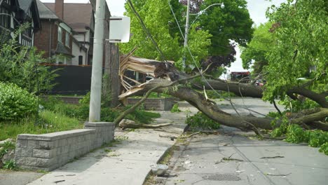 Nahaufnahme-Eines-Baumes,-Der-Während-Eines-Sturms-Auf-Die-Straße-Fiel-Und-Auf-Dem-Weg-Nach-Unten-Stromleitungen-Traf,-Die-Den-Strom-Für-Hunderte-Von-Menschen-Unterbrachen