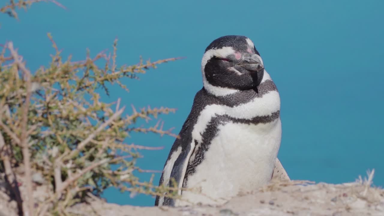 primer plano de pingüinos de magallanes durmiendo disfrutando de la luz del sol