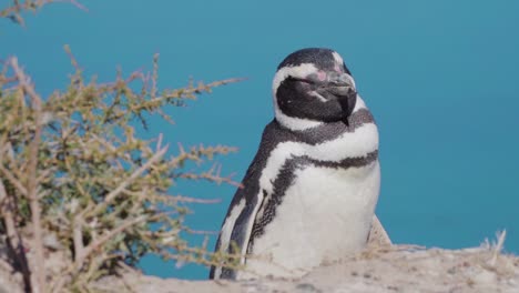 close up shot of sleeping magellanic penguin enjoying the sunlight