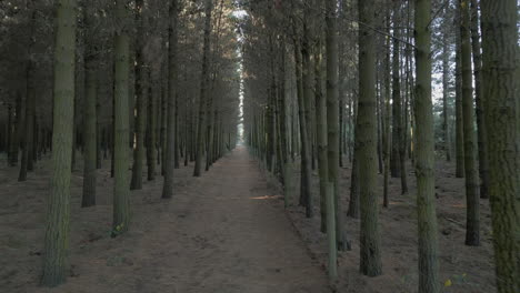 tall pine trees on either side of the path in bottle lake forest christchurch new zealand