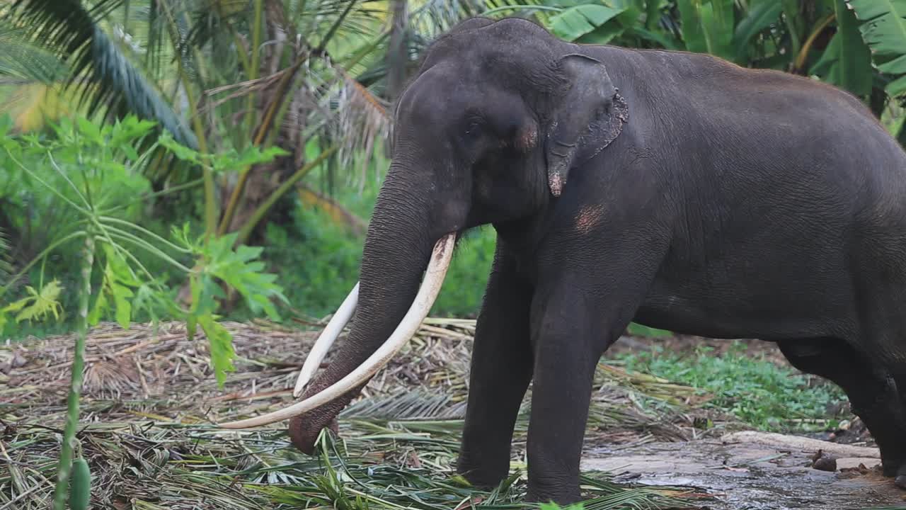 un elefante con grandes colmillos tira de una cadena en una jungla