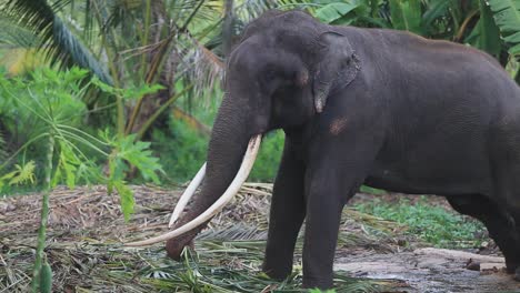 elephant with large tuskers pulls against a chain in a jungle