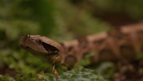 Gaboon-viper-slithering-through-forested-area---close-up-on-face---front-view