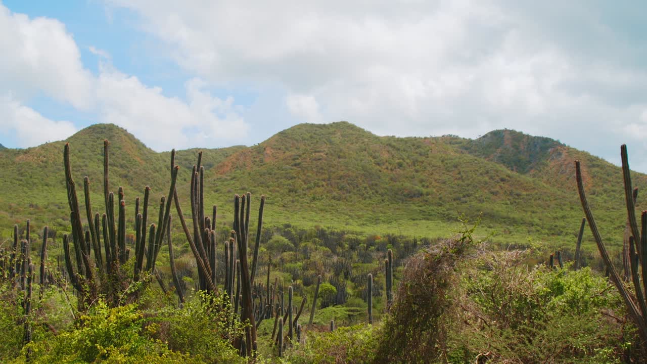 exuberante campo de curaçao con colinas verdes y paisaje de cactus, día nublado