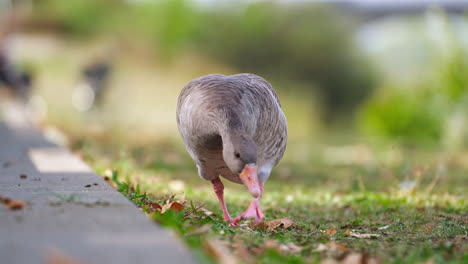 greylag goose anser anser foraging or searching food in berlin public park with people walking in backdrop - tracking close-up