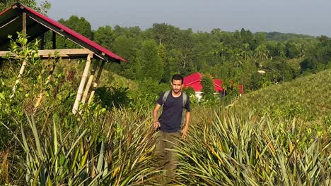 Front-view-of-Bangladeshi-man-walking-towards-camera-in-pineapple-garden,-trek