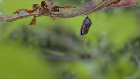 Mariposa-Monarca-Emergiendo-De-Crisálida-Timelapse---Naturaleza