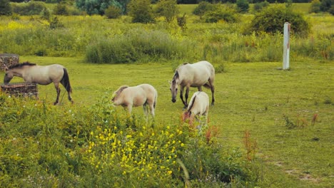 two horses walking around