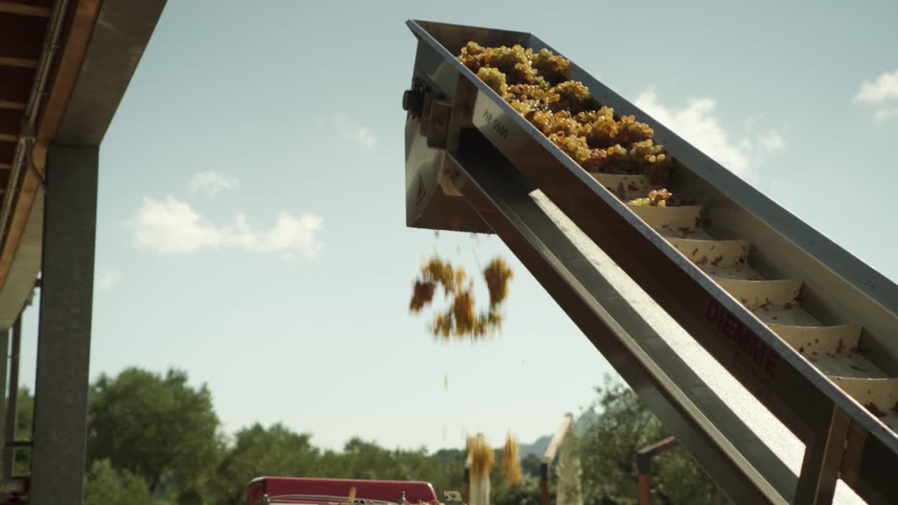 Harvested ripe grapes going up an elevation belt and falling down, wine industry automation, in Italy