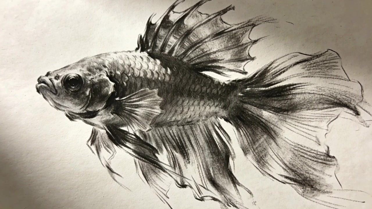 Telecamera che zooma e luce che cambia, rivelando un disegno di pesce a grafite con tratti di matita su carta.