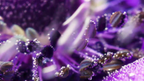 close-up of a purple flower