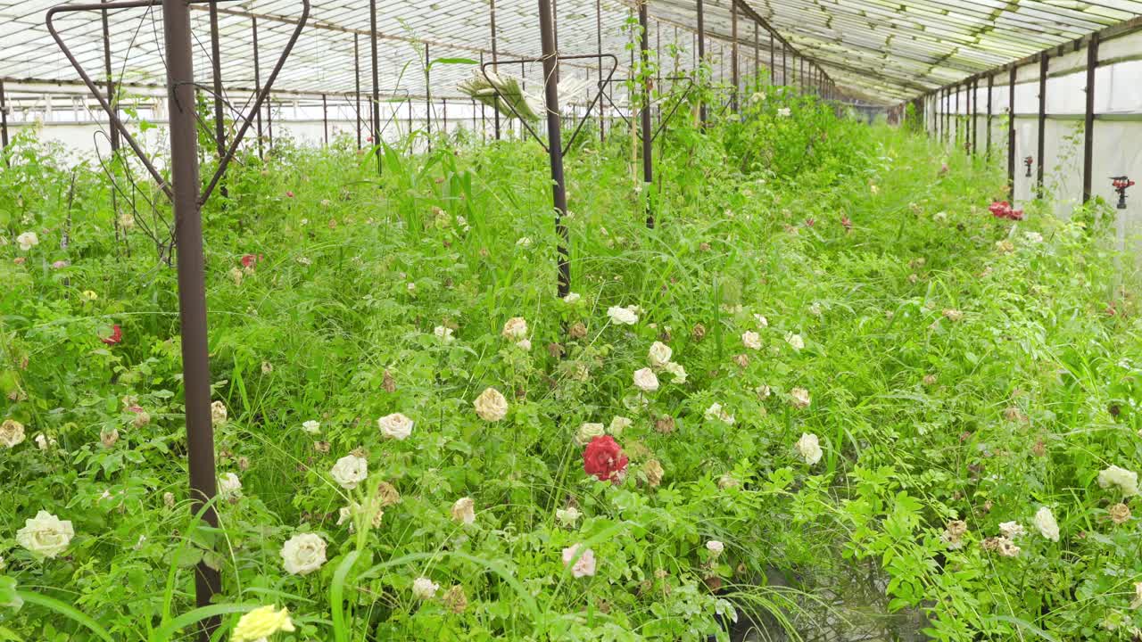 꽃이 온실에서 계속 자라고 있습니다.