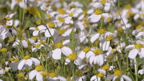 bees flying from a wild daisy flower to an other looking for the nectar and pollinating them