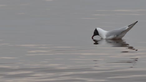Mediterranean-gull-seafront-floating-in-the-sea-and-looking-for-food