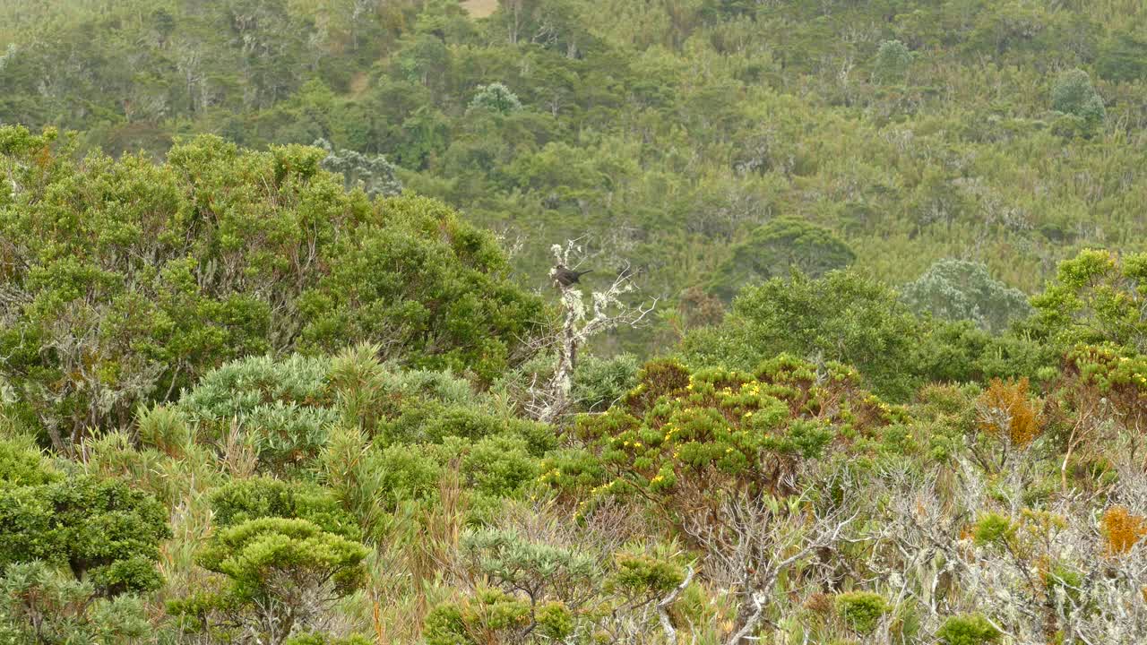 increíble vista de las aves en los bosques verdes