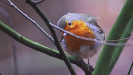 pájaro petirrojo europeo sentado en la rama de un árbol, vista de cerca