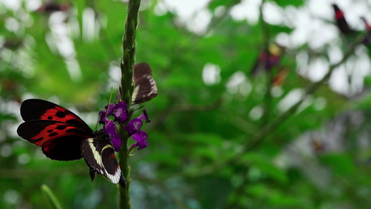 Mixed group of dark colored butterflies, Scarlet Peacock, on purple flowers in a green, tropical Mindo Butterfly Garden in Ecuador