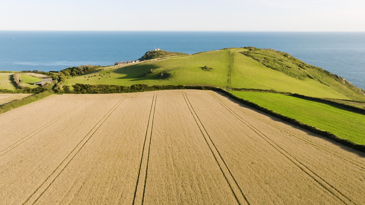 Aerial View of Harvesting Wheat Field by the Coast