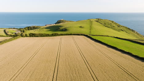 aerial view of harvesting wheat field by the coast