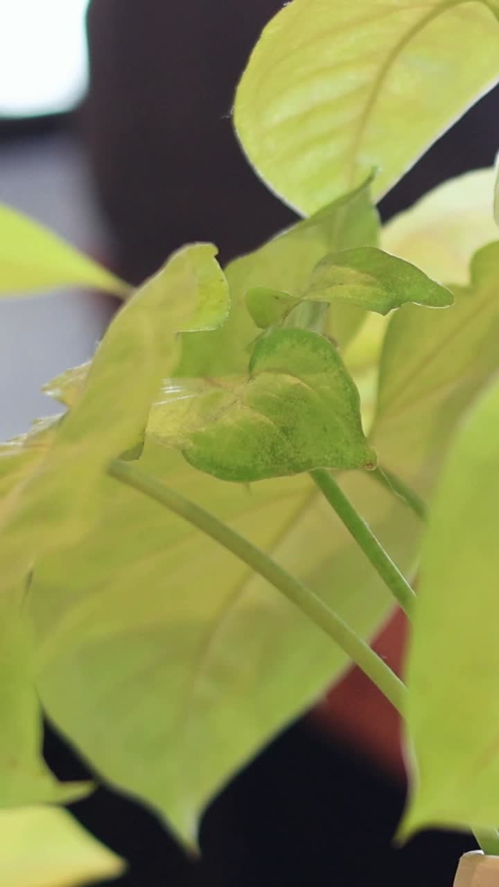 planta que crece con el tiempo contra un fondo borroso