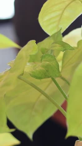 plant growing over time against a blurred background