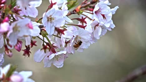 bee pollinating in white sakura flower