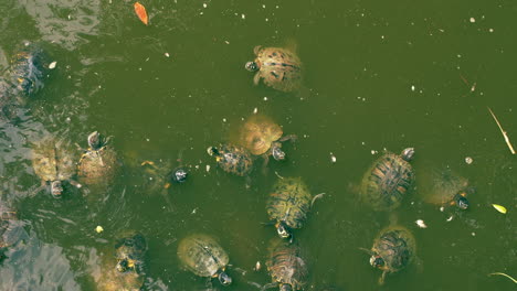 tortugas que nadan en la superficie en grupo