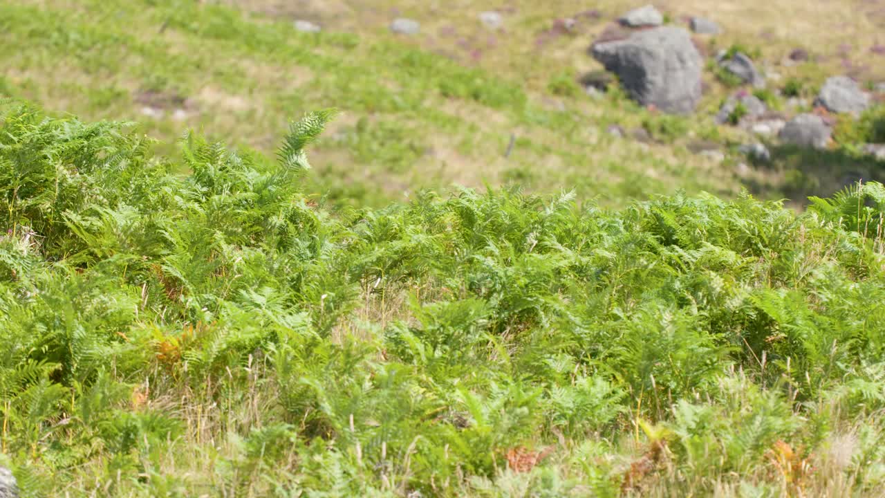 Lush green ferns sway in bright sunlight on a grassy hillside, gentle camera pan