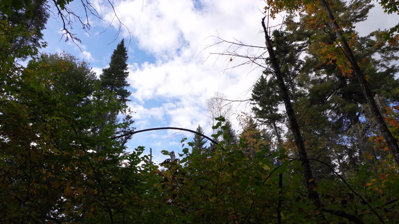 Static shot of forest trees in Mauricie, Quebec, Canada, with a gentle breeze moving autumn leaves. Peaceful woodland illuminated by soft seasonal light