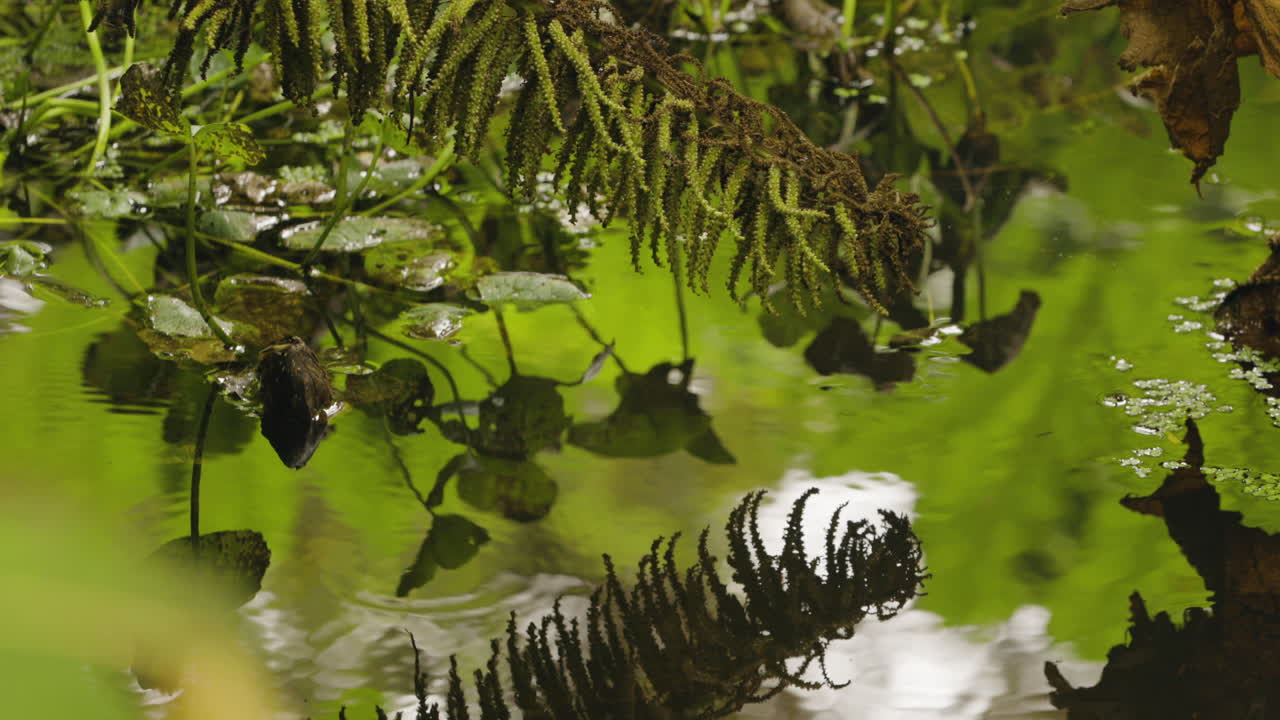 plantas de helecho que se reflejan en el agua del estanque. de cerca