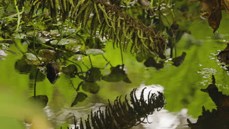 fern plants reflecting on pond water. close up