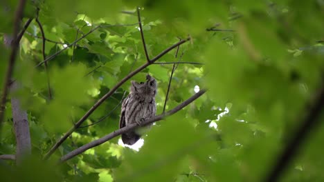 a screech owl, perched among green leaves, calls out to its mate