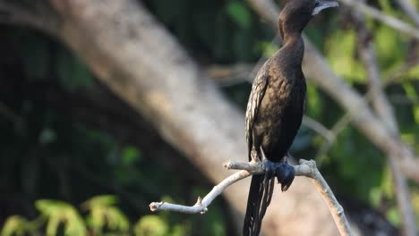 cormorán en zona de estanque y escalofriante.