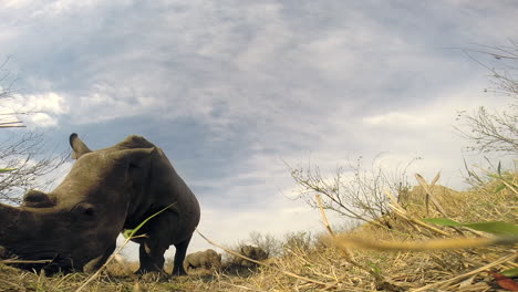 cerrar vista en ángulo bajo de un rinoceronte blanco del sur pastando en la naturaleza en áfrica, vista única a nivel del suelo