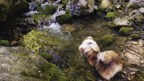 Ein-Heißer-Sommertag,-Ein-Gebirgsbach-Und-Ein-Hund,-Der-Im-Kühlen-Wasser-Liegt