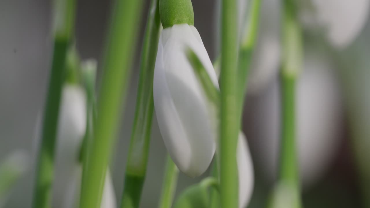 Macro cinematográfica, flora sazonal, plantas de snowdrop delicadamente florescendo
