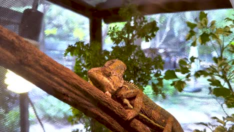 lagarto tranquilo en su hábitat natural