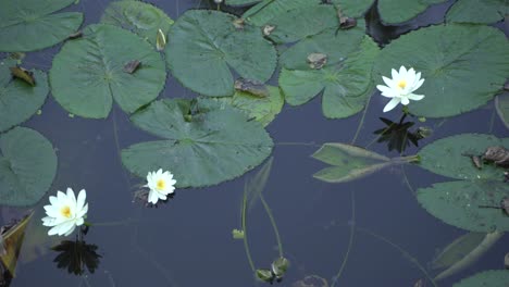 shaluk flower water lily bloomed in the water of the black river