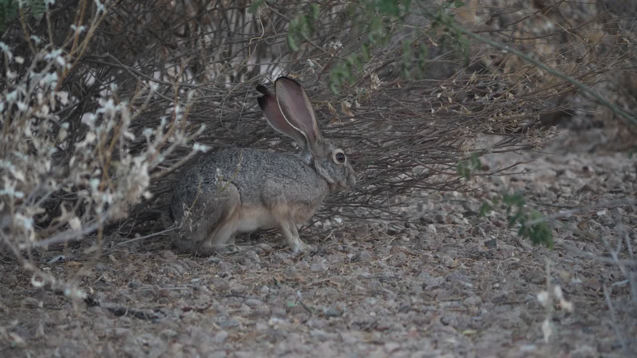 Rabbit feeds cautiously under a desert shrub