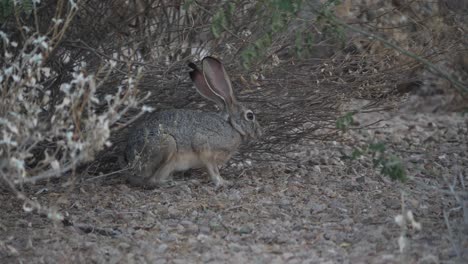 el conejo se alimenta con cautela bajo un arbusto del desierto.