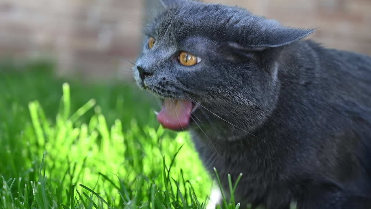 Cat eating fresh green grass in garden on sunny day