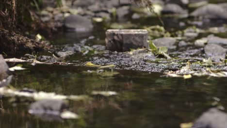 white wagtail bird gently passing by a stream during daytime in northern, ireland