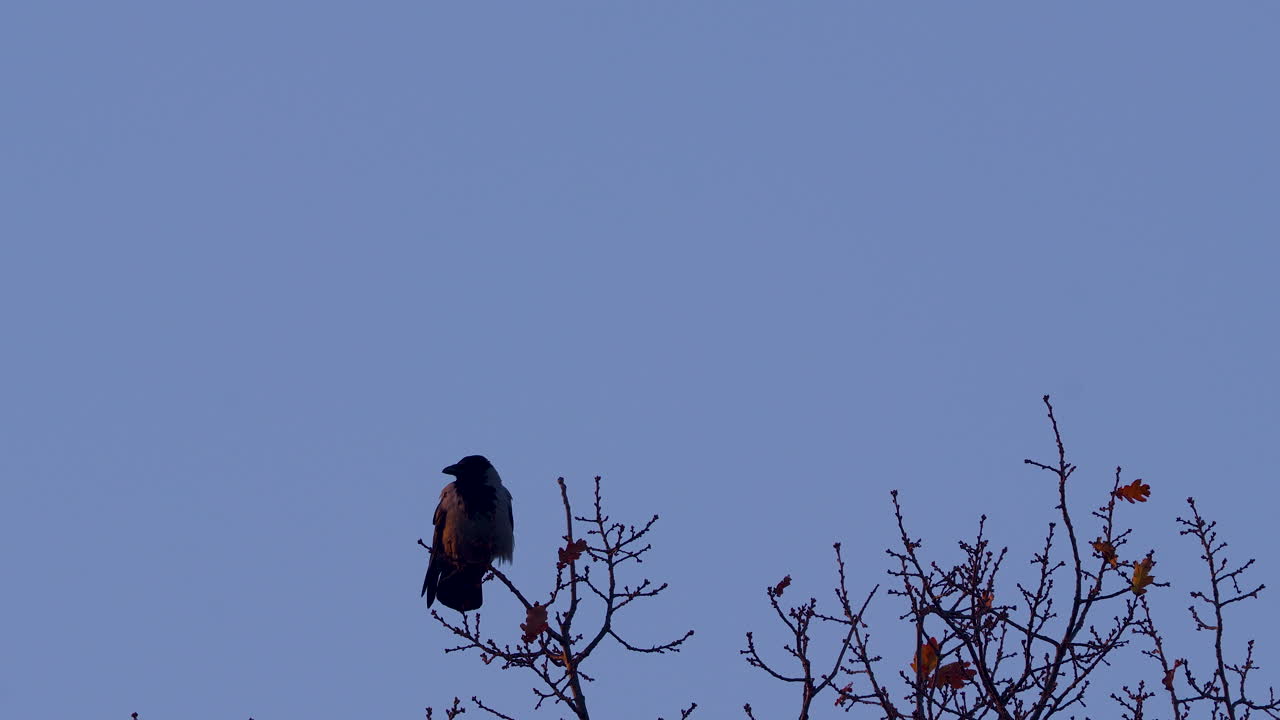 Vista accattivante di un uccello appollaiato su un ramo di un albero in Polonia