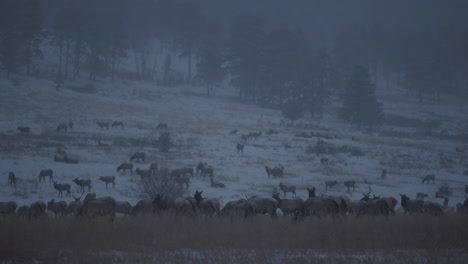 elk herd in snowy mountain landscape