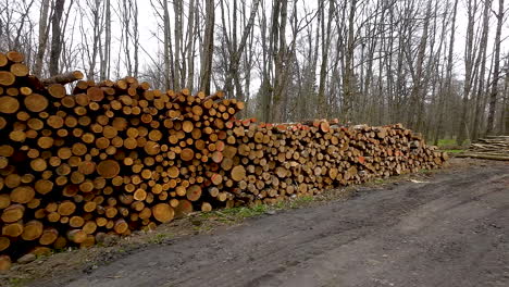 large stack of logs by the dirt road in forest